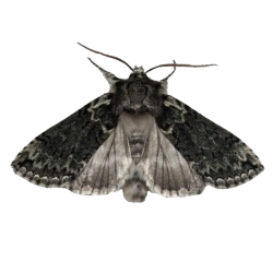 psychohazard